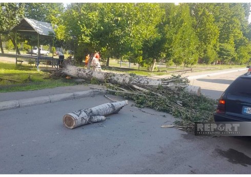 Сильный ветер повалил деревья в Мингячевире, есть погибший и раненые