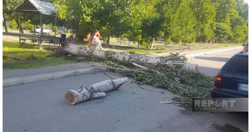 Fallen trees claim one life, injure several in Azerbaijan's Mingachevir