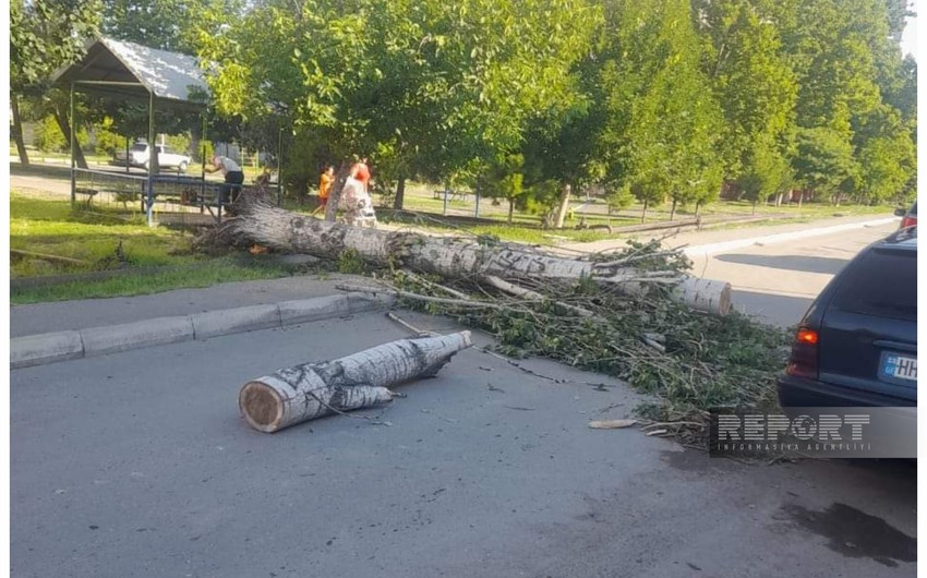 Сильный ветер повалил деревья в Мингячевире, есть погибший и раненые