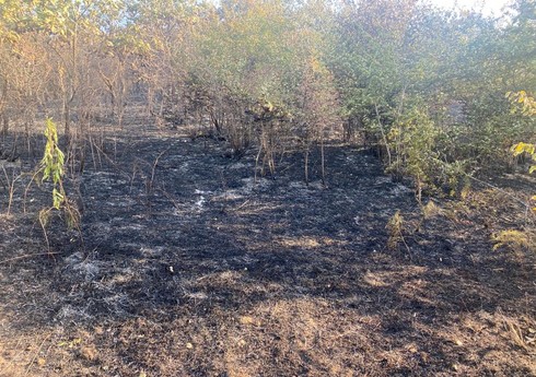 В Губе сгорело 500 га леса, пожар локализован
