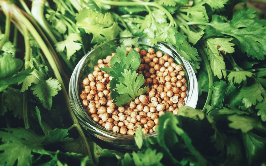 Azerbaijan resumes import of coriander seeds from Poland