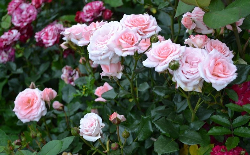 В Нахчыване расширят посевные площади роз