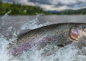 Azerbaijan starts importing trout from 3 more countries