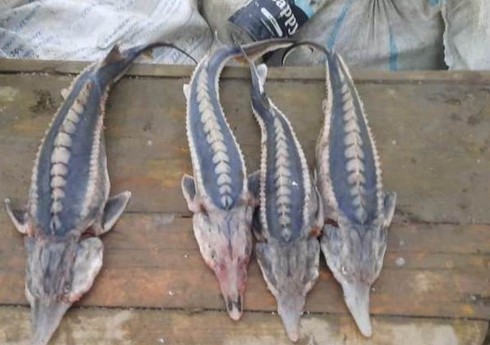 За незаконный вылов осетровых на Каспии задержаны 20 рыбаков