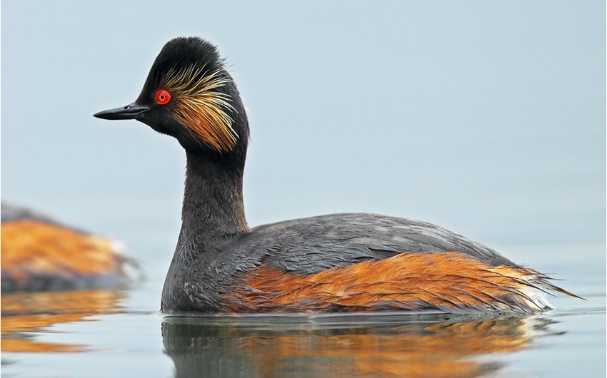 В Азербайджане переименовали 20 видов птиц