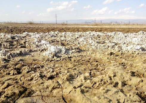 Восстановление плодородия засоленных почв в Азербайджане станет важным шагом в рамках COP29