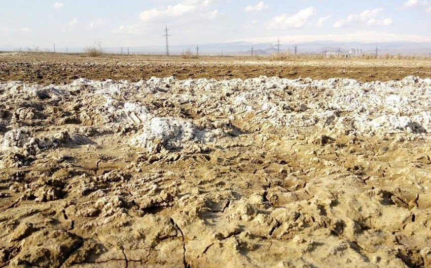 Restoring fertility of saline soils in Azerbaijan to be important step within COP29