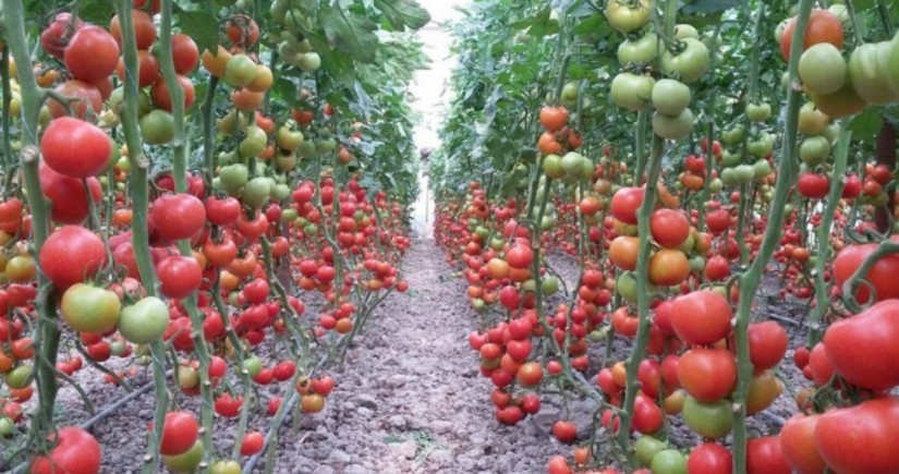 Azərbaycanda pomidor sahələrinin sığortası başlayıb