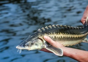 Azerbaijan resumes supplies of sturgeon from 3 countries