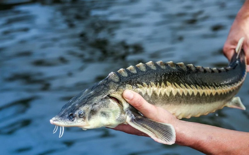 Azerbaijan resumes supplies of sturgeon from 3 countries