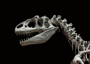 В Китае обнаружили редкие окаменелости динозавра возрастом около 70 млн лет