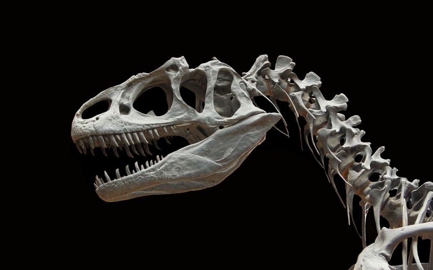 В Китае обнаружили редкие окаменелости динозавра возрастом около 70 млн лет