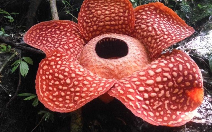 В Индонезии нашли самый большой цветок в мире - ФОТО
