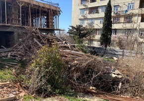 В ряде районов Азербайджана выявлены факты незаконной вырубки деревьев