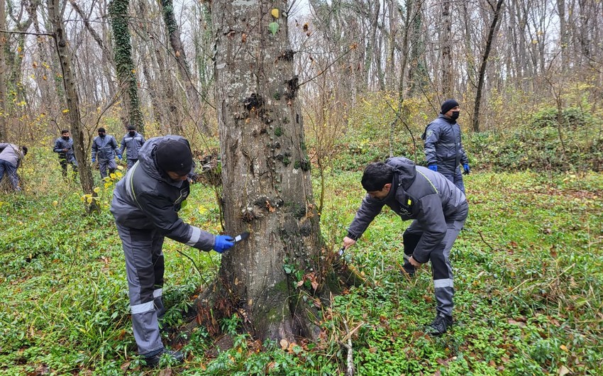 Milli parkın ərazisində ağaclar ziyanvericilərdən təmizlənib