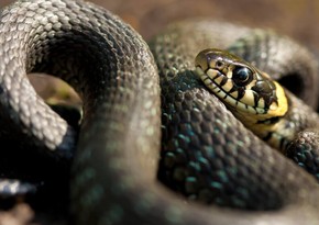 Snake venom component protects against COVID-19