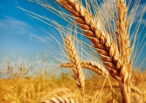 Kazakhstan extends wheat import ban until end of year