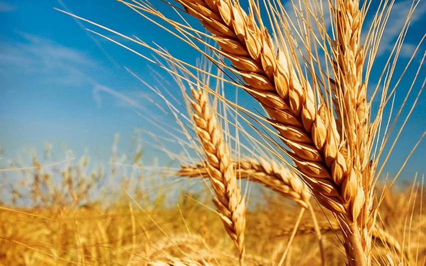 Kazakhstan extends wheat import ban until end of year