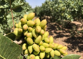 Turkish company to plant pistachio orchards in Azerbaijan