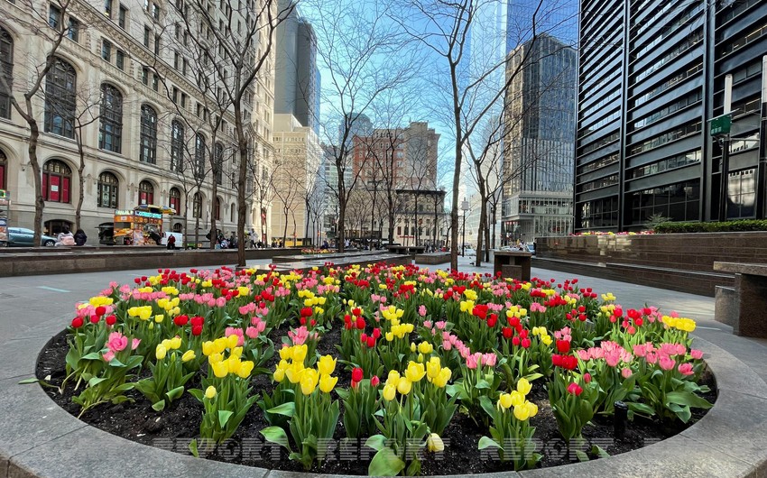 Tree-planting campaign on Azerbaijan Independence Day to be held in Brooklyn