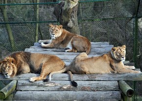 В зоопарке Сингапура обнаружили вспышку коронавируса среди львов