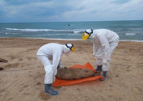 Азербайджанские специалисты проведут экспертизу туш выброшенных на берег тюленей