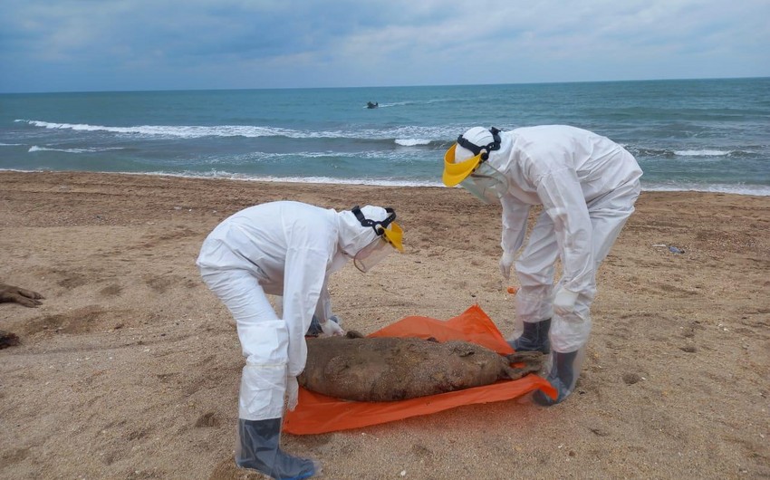 Азербайджанские специалисты проведут экспертизу туш выброшенных на берег тюленей