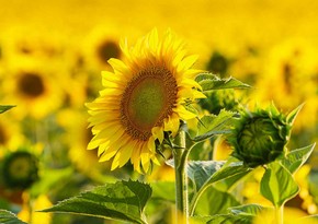 Turkiye sharply increases export of sunflower oil to Azerbaijan