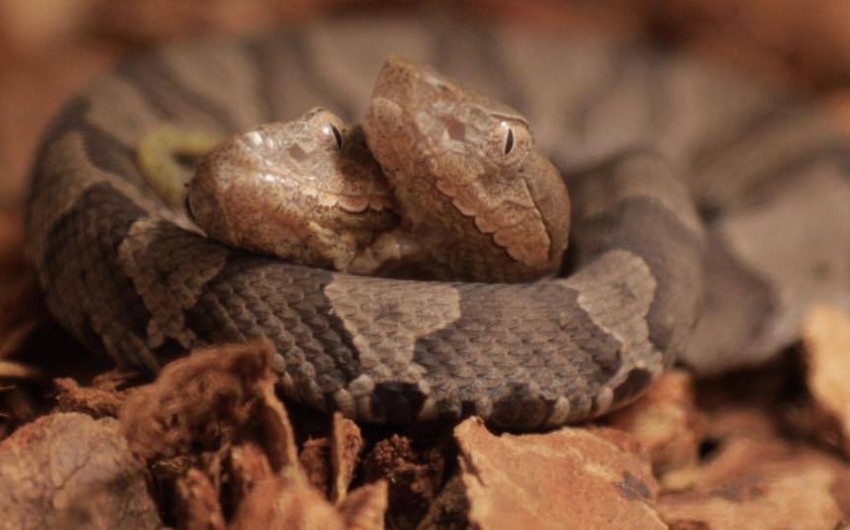 В Германии обнаружили двухголовую змею