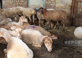 В Гёйчае бродячие собаки напали на стадо овец 