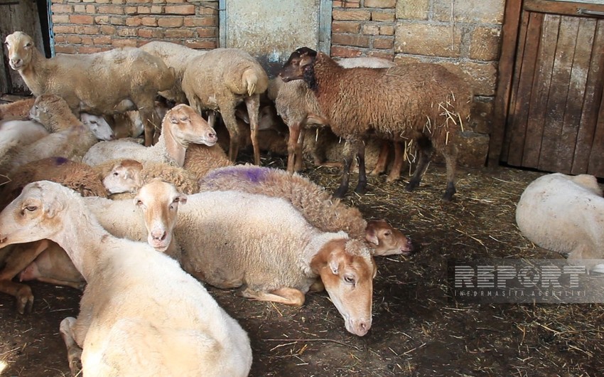 В Гёйчае бродячие собаки напали на стадо овец 