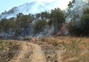 Wildfire in Azerbaijan's Oghuz district extinguished