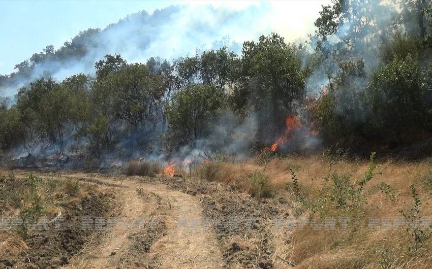 Wildfire in Azerbaijan's Oghuz district extinguished