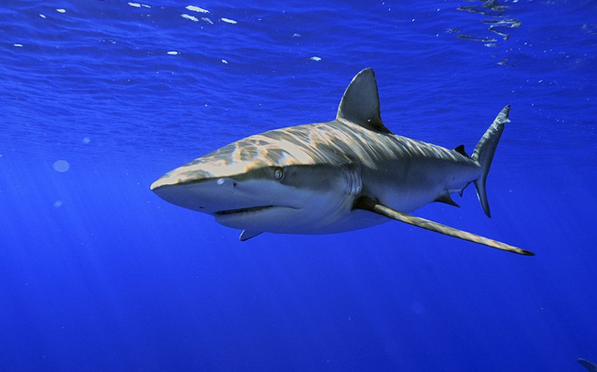 ​Соучредитель Microsoft пожертвовал 4 млн. долларов на нужды проекта по исследованию жизни акул - ВИДЕО