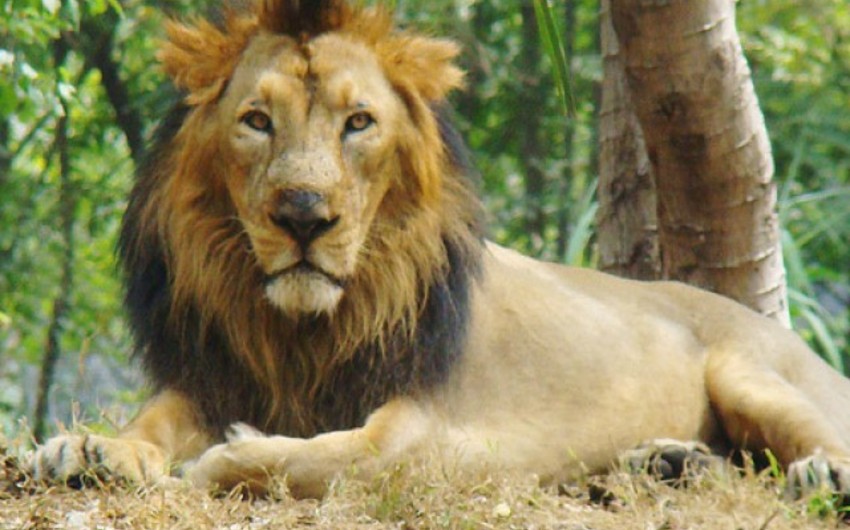 ​Популяция индийских львов выросла более чем на четверть