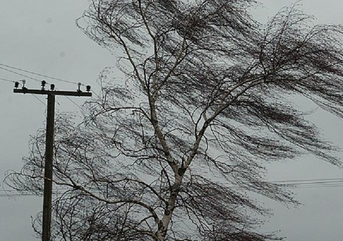 Сильный ветер вызвал ряд осложнений в Гяндже и близлежащих районах