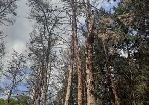 ETSN: Xətaidə ağaclar xəstəlikdən quruyub