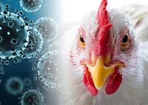Moldova documents over 20 outbreaks of bird flu