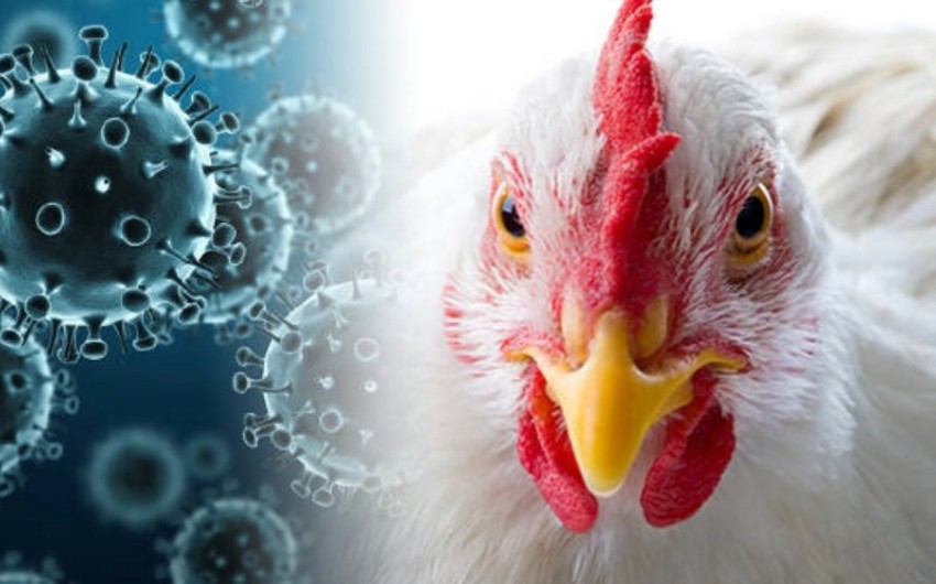 Moldova documents over 20 outbreaks of bird flu