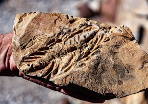 На юго-западе Австралии обнаружили останки ихтиозавра