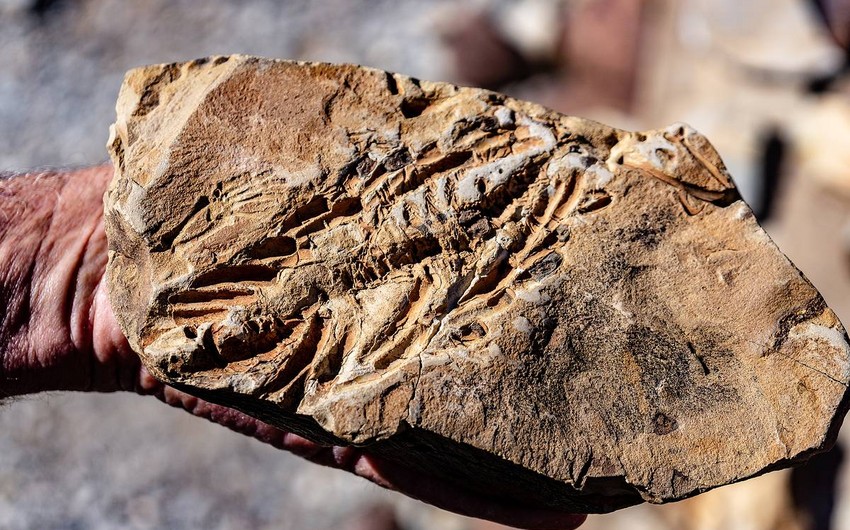 Bones of 110-million-year-old Ichtyosaurus found in Australia’s Richmond