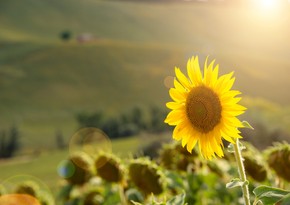 Azerbaijan starts exporting sunflower seeds to Türkiye