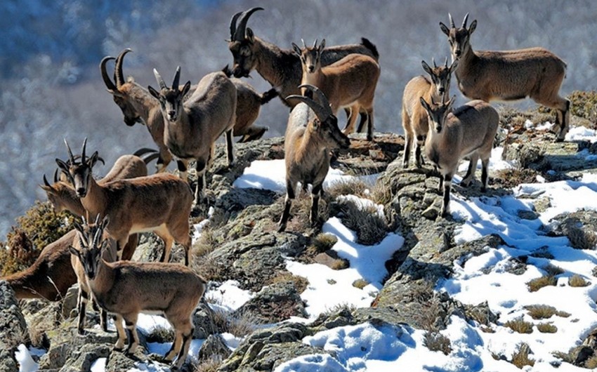 В Красную книгу Азербайджана будут внесены еще 279 видов животных