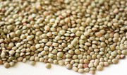 Azerbaijan sharply increases purchase of lentils from Kazakhstan