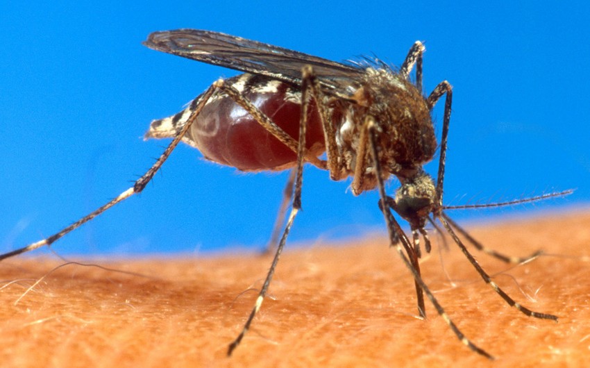 ​Çilidə Zika virusuna ilk yoluxma faktı qeydə alınıb