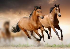 Azerbaijani President allocates AZN 2 mln for development of Karabakh horse breed