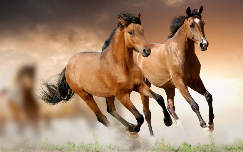Azerbaijani President allocates AZN 2 mln for development of Karabakh horse breed