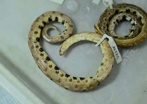 New dwarf boa snake species found in Ecuadorian Amazon