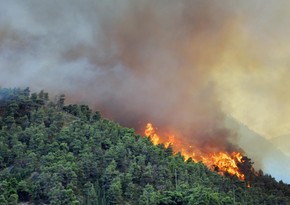 Пожар в Гирканском национальном парке потушен