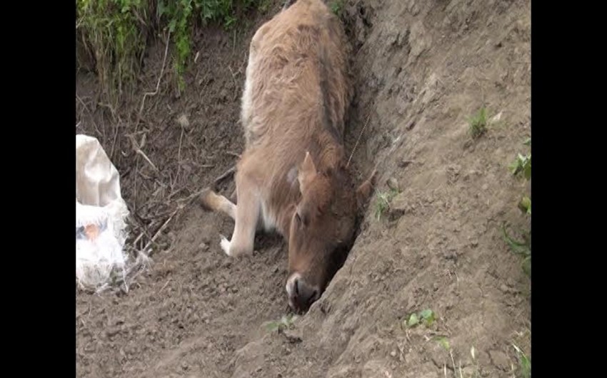 В Исмаиллы массово гибнет крупный и мелкий рогатый скот - ФОТО